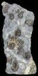 Ammonite Fossil Slab - Marston Magna Marble #63501-1